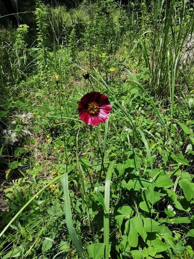 Cosmos scabiosoides, photographed by Juan Carlos Pérez Magaña