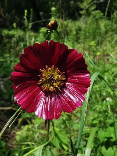 Cosmos scabiosoides, photographed by Juan Carlos Pérez Magaña