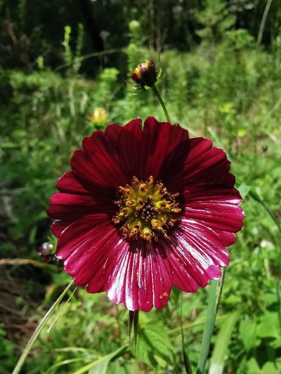 Cosmos scabiosoides, photographed by Juan Carlos Pérez Magaña