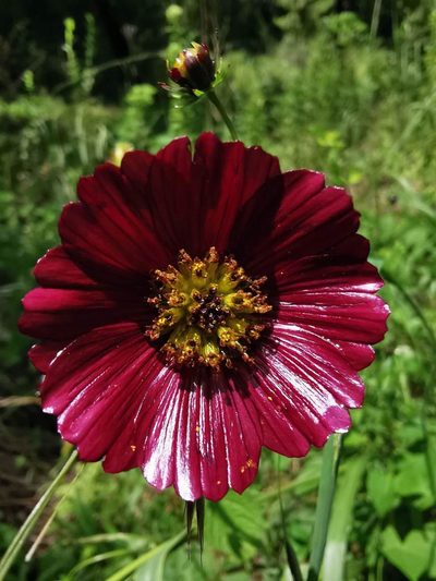 Cosmos scabiosoides, photographed by Juan Carlos Pérez Magaña