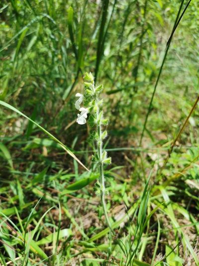 Salvia assurgens, photographed by Juan Carlos Pérez Magaña