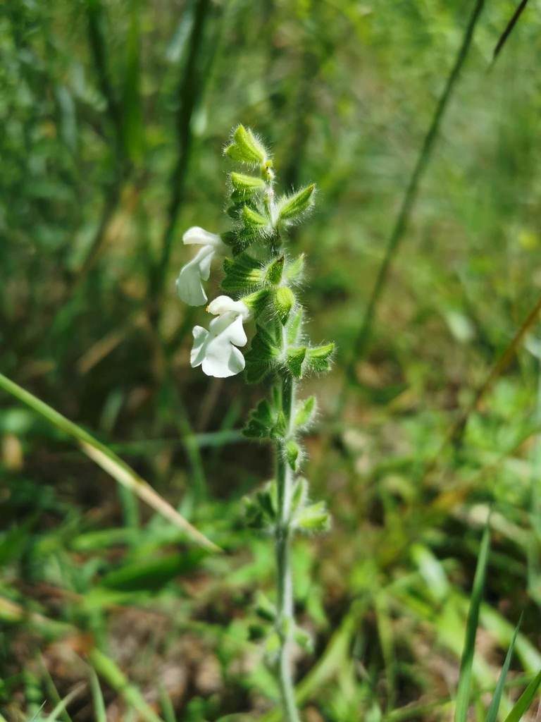 Salvia assurgens, photographed by Juan Carlos Pérez Magaña