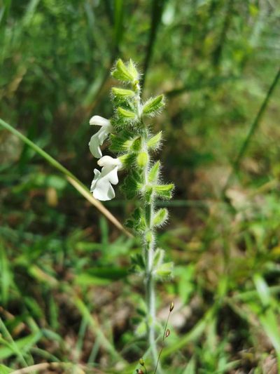 Salvia assurgens, photographed by Juan Carlos Pérez Magaña