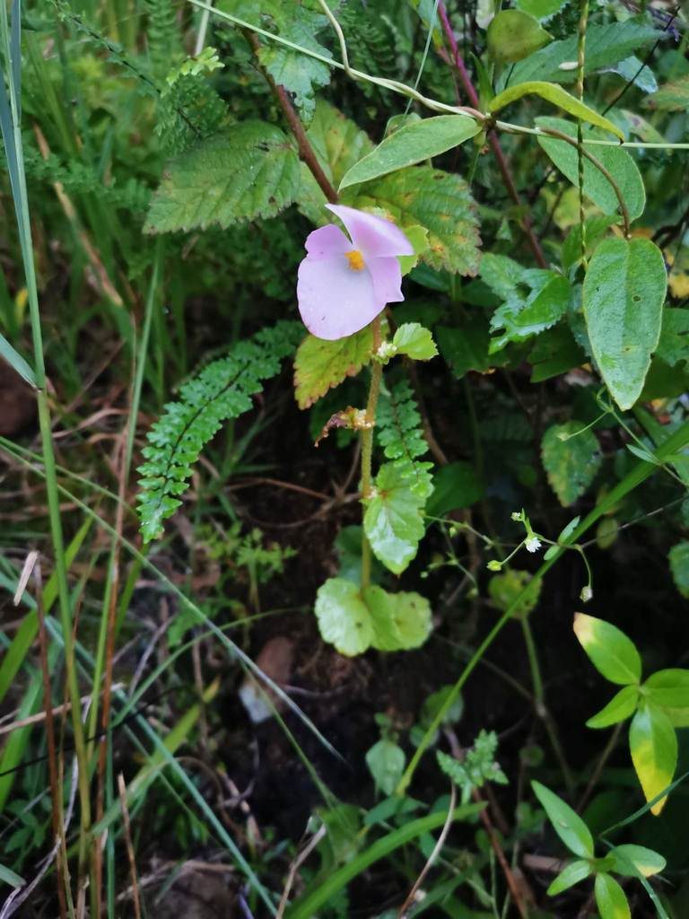 Begonia bulbillifera, photographed by Juan Carlos Pérez Magaña