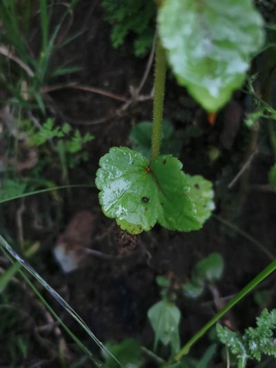 Begonia bulbillifera, photographed by Juan Carlos Pérez Magaña