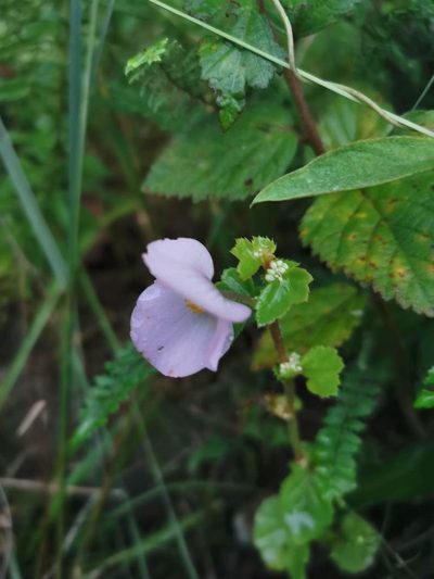 Begonia bulbillifera, photographed by Juan Carlos Pérez Magaña