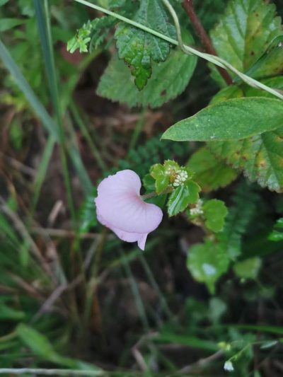 Begonia bulbillifera, photographed by Juan Carlos Pérez Magaña