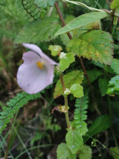 Begonia bulbillifera, photographed by Juan Carlos Pérez Magaña