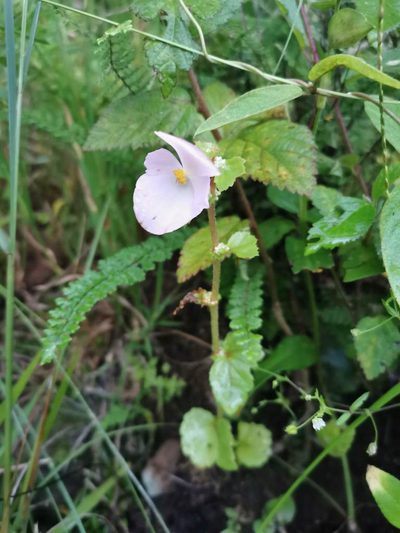 Begonia bulbillifera, photographed by Juan Carlos Pérez Magaña