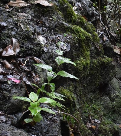 Schiedea membranacea, photographed by John Powers