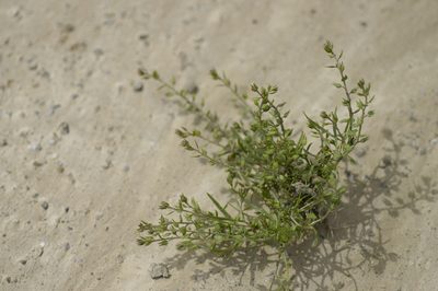 Lepidium acutidens, photographed by John Gaskin