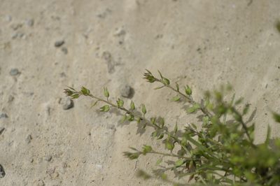 Lepidium acutidens, photographed by John Gaskin