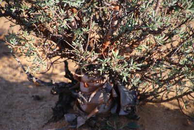 Othonna ramulosa, photographed by Tony Rebelo