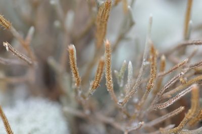 Selaginella arenicola, photographed by brycelee