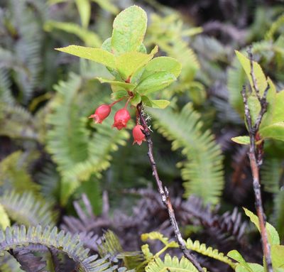 Vaccinium calycinum, photographed by John Powers