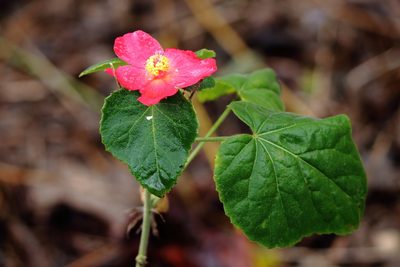 Hibiscus martianus, photographed by Lauren McLaurin