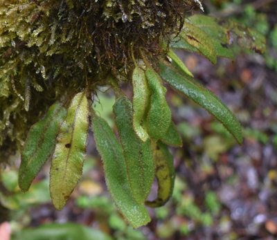 Elaphoglossum paleaceum, photographed by John Powers