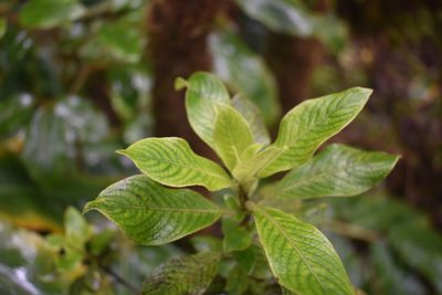Coprosma kauensis, photographed by John Powers