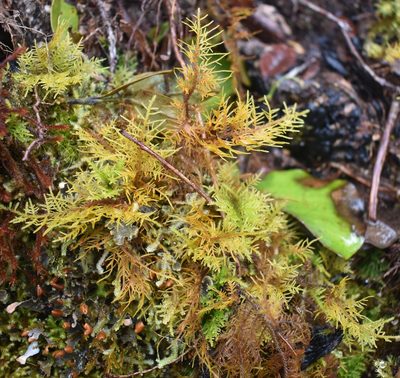 Thuidium cymbifolium, photographed by John Powers