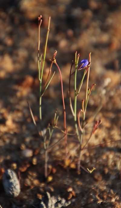 Heliophila decurva, photographed by Tony Rebelo