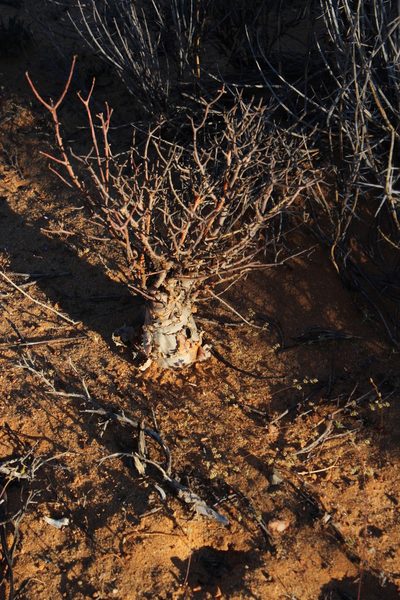 Delosperma acocksii, photographed by Tony Rebelo