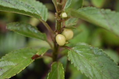 Stenogyne purpurea, photographed by John Powers