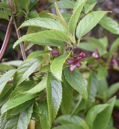 Stenogyne purpurea, photographed by John Powers
