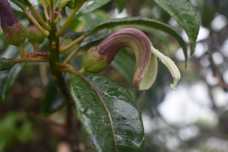 Clermontia fauriei, photographed by John Powers