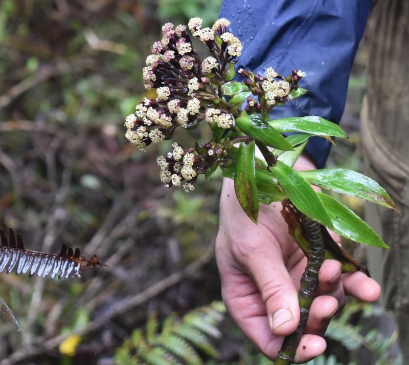 Dubautia raillardioides, photographed by John Powers