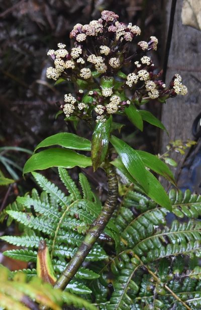 Dubautia raillardioides, photographed by John Powers