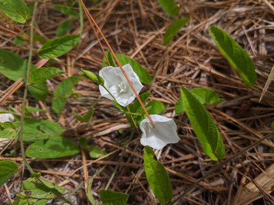 Stylisma humistrata, photographed by Austin Pursley