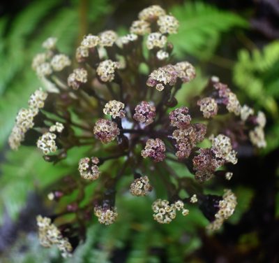 Dubautia raillardioides, photographed by John Powers
