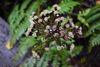 Dubautia raillardioides, photographed by John Powers