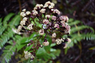 Dubautia raillardioides, photographed by John Powers