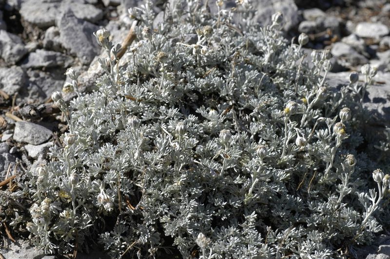 Artemisia constricta, photographed by John Gaskin