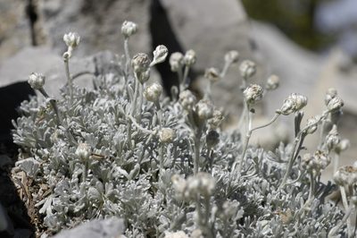 Artemisia constricta, photographed by John Gaskin