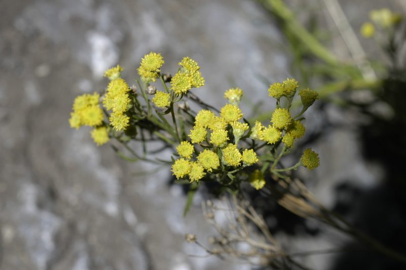 Artemisia inaequifolia, photographed by John Gaskin
