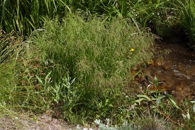 Glyceria elata, photographed by Steve Matson