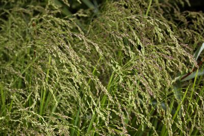 Glyceria elata, photographed by Steve Matson