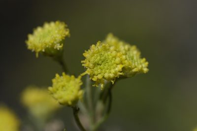 Artemisia inaequifolia, photographed by John Gaskin
