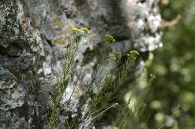 Artemisia inaequifolia, photographed by John Gaskin
