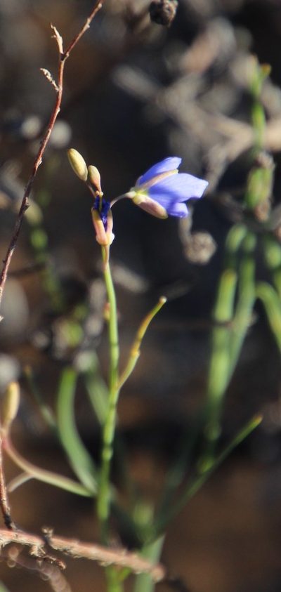 Heliophila decurva, photographed by Tony Rebelo