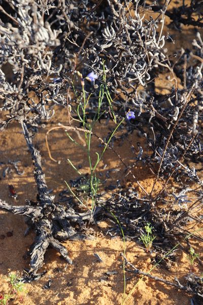 Heliophila decurva, photographed by Tony Rebelo