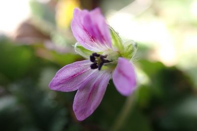 Erodium brachycarpum, photographed by Madeleine Claire