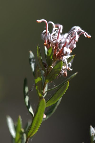 Grevillea sphacelata, photographed by tobyyy