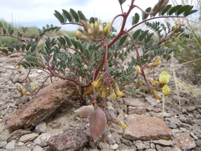 Astragalus aquilonius, photographed by Matt Lavin
