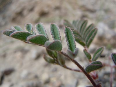 Astragalus aquilonius, photographed by Matt Lavin