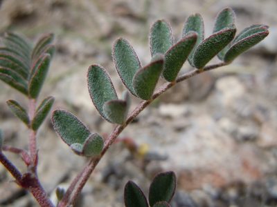 Astragalus aquilonius, photographed by Matt Lavin