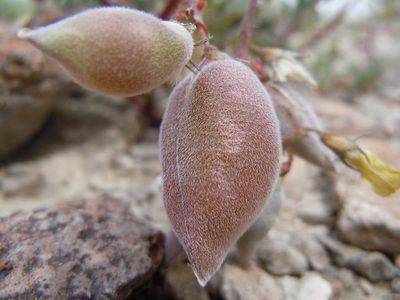 Astragalus aquilonius, photographed by Matt Lavin