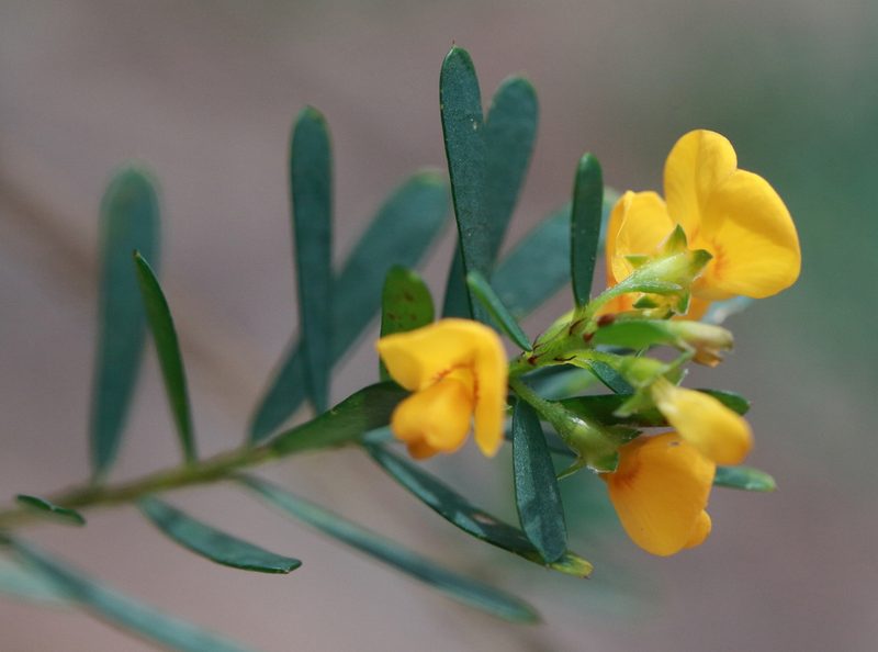 Pultenaea flexilis, photographed by tobyyy